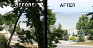 Tree Before-After