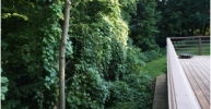 Tree 1