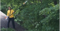 Tree 3